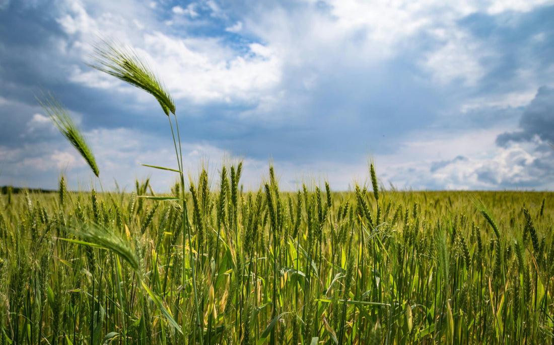 Why Farm-to-Table Matters More Than Ever